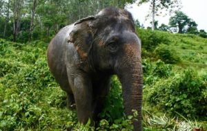 elephant sanctuary park