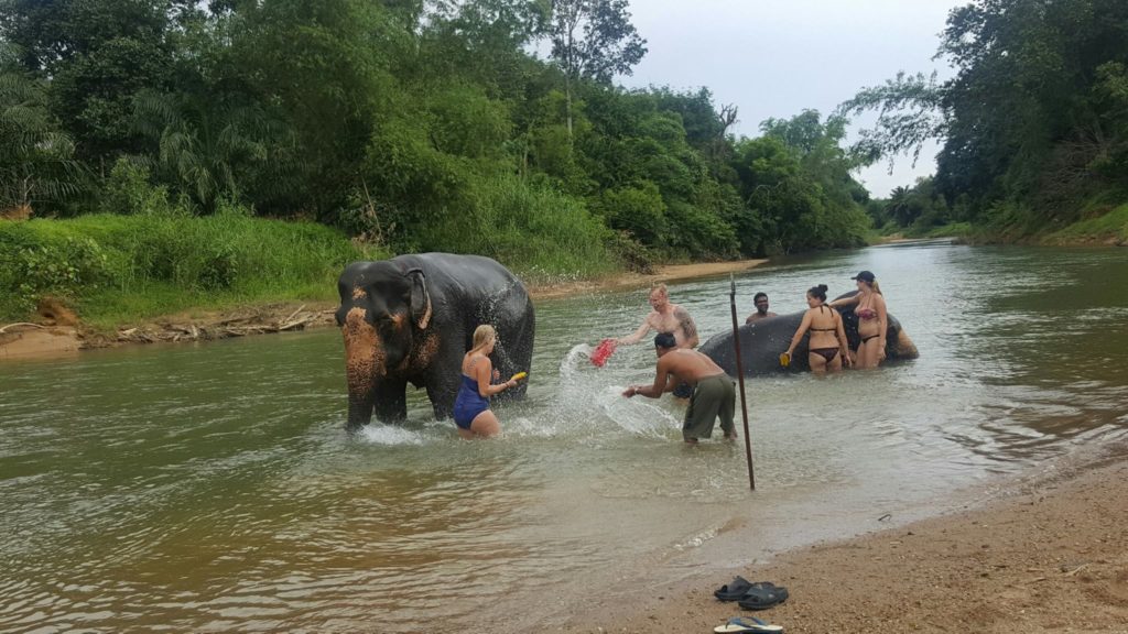 Bathing with elephants