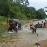 khaosok elephant bathing