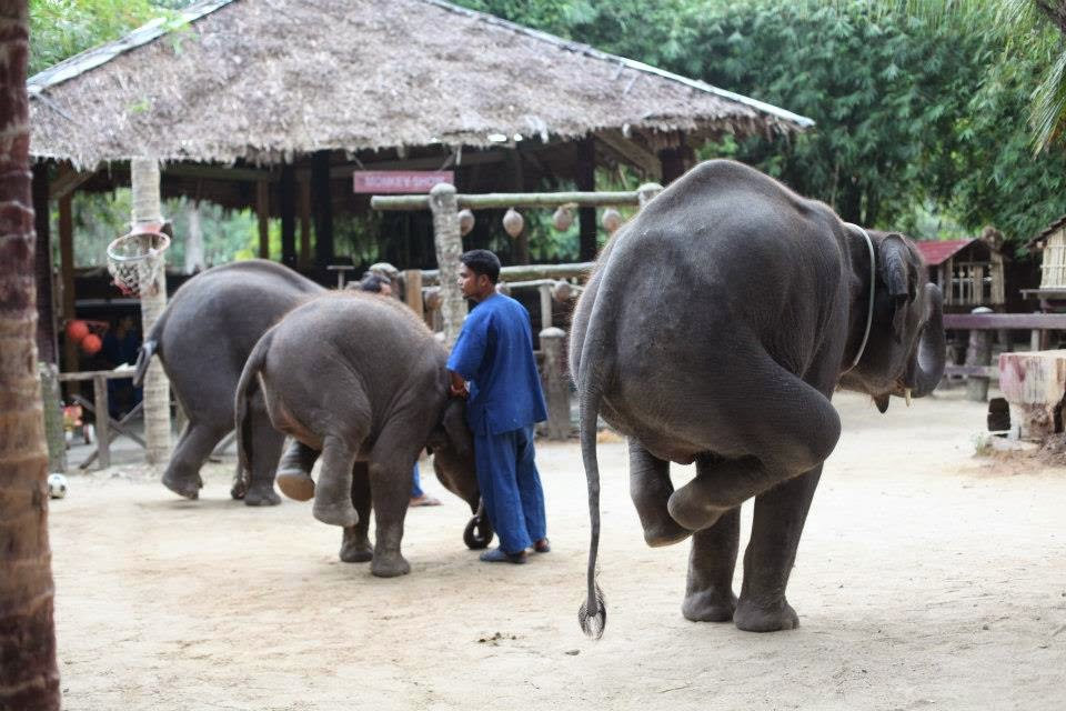 phuket elephant show
