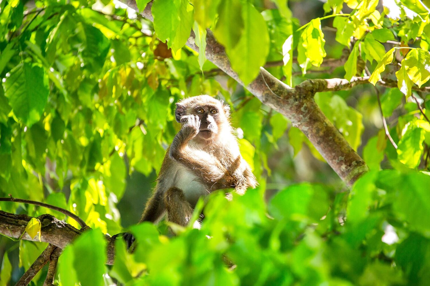 phi phi island tour 12