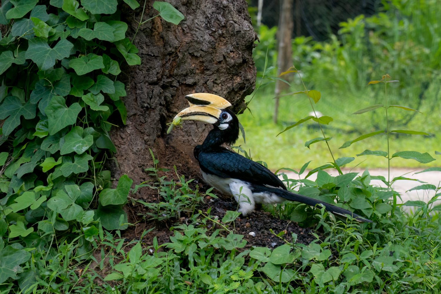 hornbil koh yao3