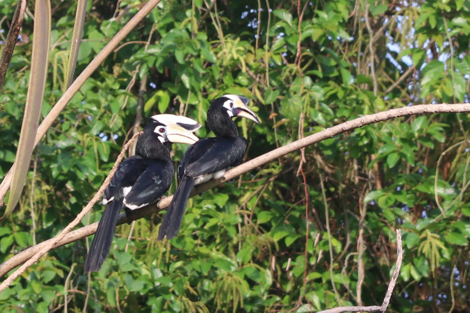 hornbil koh yao4