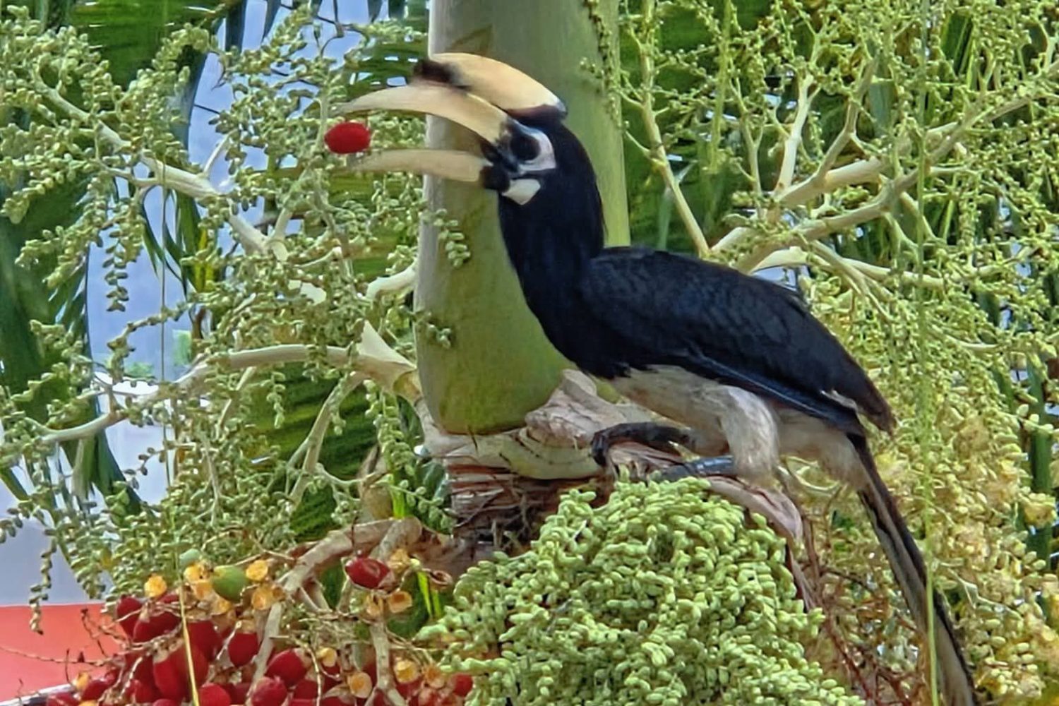hornbil kohyao