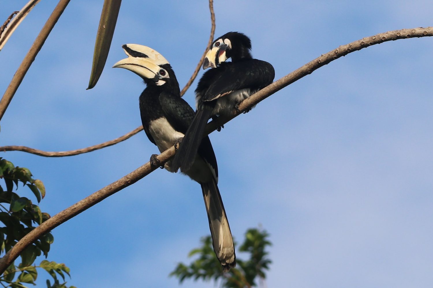 hornbil kohyao4